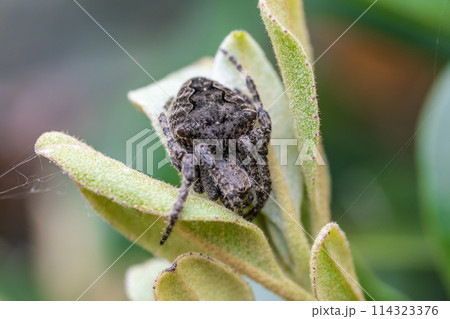 オニグモ 114323376