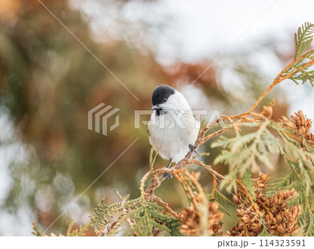 Cute bird Great tit, songbird sitting on the nice branch with beautiful autumn background 114323591