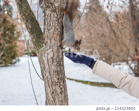 Girl feeds a squirrel with nuts at winter. Caring for animals in winter or autumn. Girl feeds a squirrel with nuts at winter. Caring for animals in winter or autumn. 114323602
