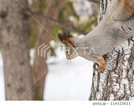 The squirrel with nut sits on tree in the winter or late autumn 114323621