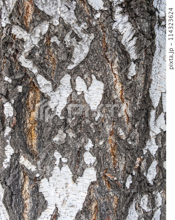 The texture of the birch bark. 114323624