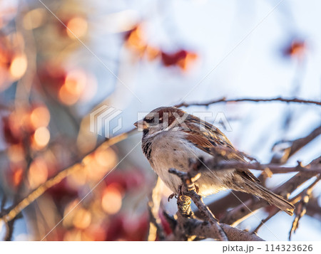 Sparrow sits on a branch without leaves. Sparrow sits on a branch without leaves. 114323626