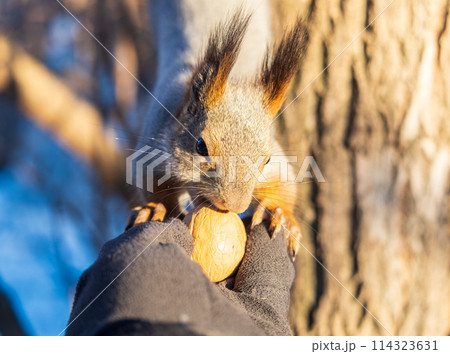 Squirrel eats nuts from a man's hand. Caring for animals in winter or autumn. Squirrel eats nuts from a man's hand. Caring for animals in winter or autumn. 114323631