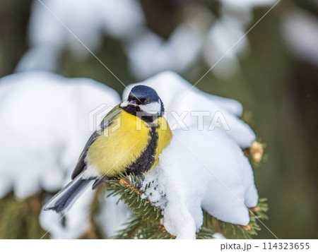 Cute bird Great tit, songbird sitting on the fir branch with snow in winter 114323655