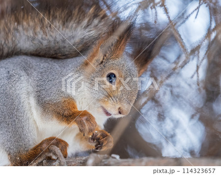The squirrel with nut sits on tree in the winter or late autumn 114323657