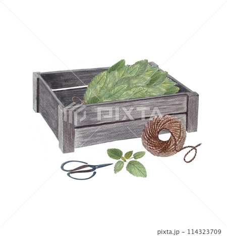 Wooden crate with lemon balm, jute rope, scissors watercolor composition isolated on white. Rustic high quality art in simple stile for vintage design, flower and vegetable shops, organic food labels 114323709