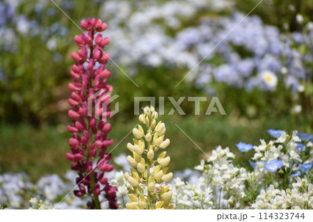 穀雨の日の神奈川県横浜市旭区上白根町の里山ガーデンの花壇の花 穀雨の日の神奈川県横浜市旭区上白根町の里山ガーデンの花壇の花 114323744