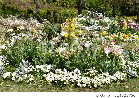 穀雨の日の神奈川県横浜市旭区上白根町の里山ガーデンの花壇の花 穀雨の日の神奈川県横浜市旭区上白根町の里山ガーデンの花壇の花 114323756