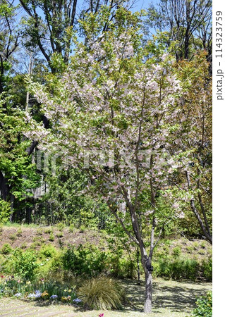 穀雨の日の神奈川県横浜市旭区上白根町の里山ガーデンの花壇の花 穀雨の日の神奈川県横浜市旭区上白根町の里山ガーデンの花壇の花 114323759