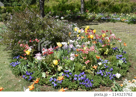 穀雨の日の神奈川県横浜市旭区上白根町の里山ガーデンの花壇の花 穀雨の日の神奈川県横浜市旭区上白根町の里山ガーデンの花壇の花 114323762