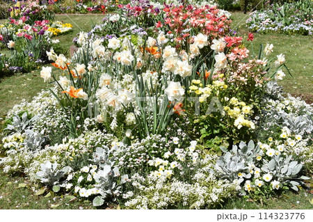 穀雨の日の神奈川県横浜市旭区上白根町の里山ガーデンの花壇の花 穀雨の日の神奈川県横浜市旭区上白根町の里山ガーデンの花壇の花 114323776