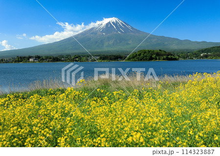 キカラシ咲く河口湖大石公園から望む富士山 114323887