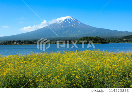 キカラシ咲く河口湖大石公園から望む富士山 114323888