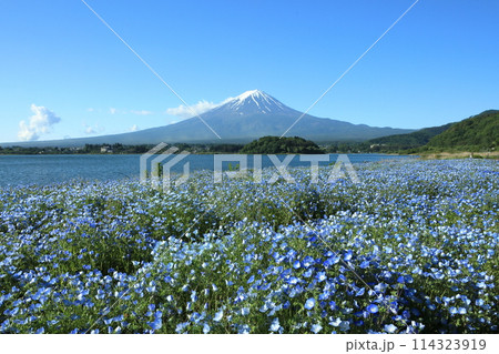 ネモフィラ咲く初夏の河口湖大石公園と富士山 山梨県河口湖町 ネモフィラ咲く初夏の河口湖大石公園と富士山 山梨県河口湖町 114323919