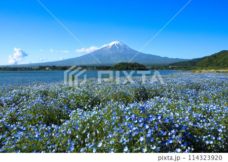 ネモフィラ咲く初夏の河口湖大石公園と富士山 山梨県河口湖町 ネモフィラ咲く初夏の河口湖大石公園と富士山 山梨県河口湖町 114323920