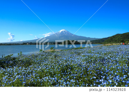 ネモフィラ咲く初夏の河口湖大石公園と富士山 山梨県河口湖町 ネモフィラ咲く初夏の河口湖大石公園と富士山 山梨県河口湖町 114323928