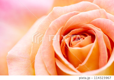ピンク色とオレンジ色が混ざったような薔薇 ピンク色とオレンジ色が混ざったような薔薇 114323967