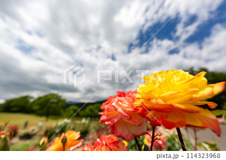 青空の下で咲く二色の薔薇 114323968