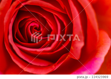 真っ赤な薔薇 真っ赤な薔薇 114323969