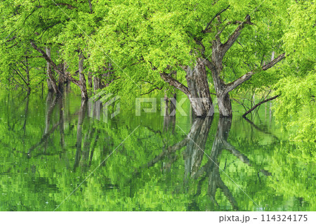 新緑の水没林 雨降り 新緑の水没林 雨降り 114324175