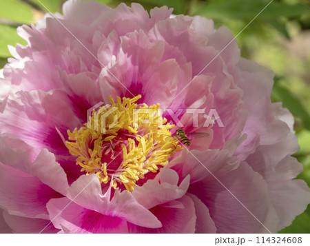 ピンク色の牡丹の花とヒラタアブ ピンク色の牡丹の花とヒラタアブ 114324608