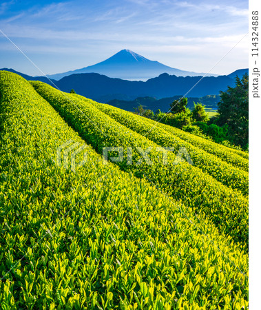 清水吉原の萌黄色の茶畑と富士山 114324888