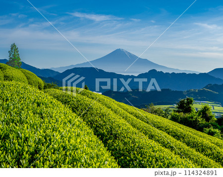 清水吉原から望む新芽の茶畑と富士山 114324891