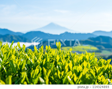 萌黄色の茶葉の新芽と遠望富士山 114324893