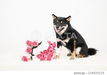 ブルーバックと薔薇の花束と黒柴の小太郎 114325115