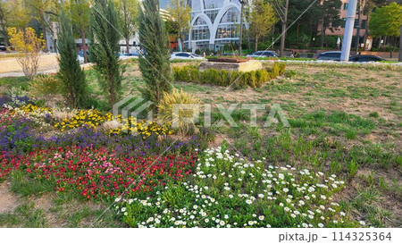 tulip tulip 114325364