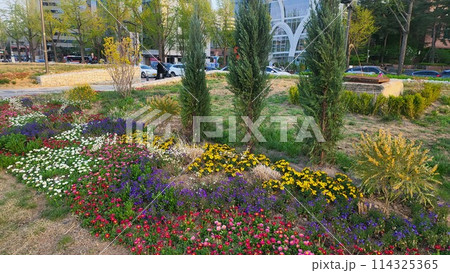 tulip tulip 114325365