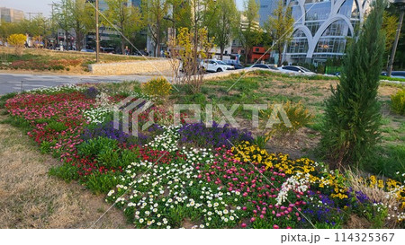 tulip tulip 114325367