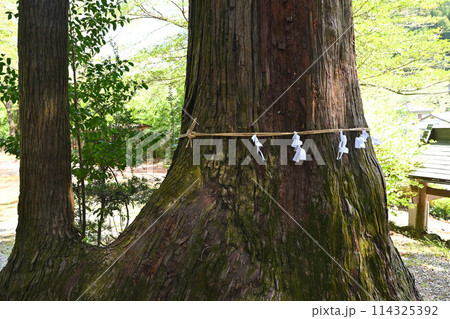 黒山熊野神社 御神木 越辺川沿い 越生町 黒山熊野神社 御神木 越辺川沿い 越生町 114325392
