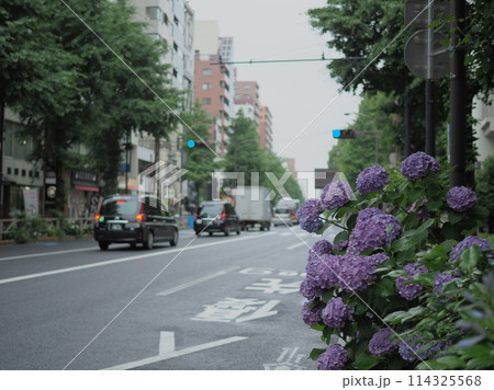 あじさいが咲く都内の道路 114325568
