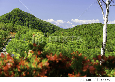 ツツジ咲く山から望む初夏の山並み ツツジ咲く山から望む初夏の山並み 114325601