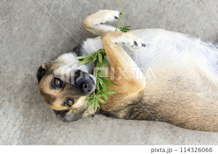 dog lies in an embrace with a cannabis branch 114326066