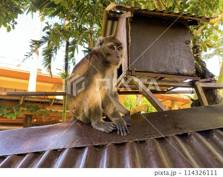 A monkey sits on the roof of a building with a mango in its paw A monkey sits on the roof of a building with a mango in its paw 114326111
