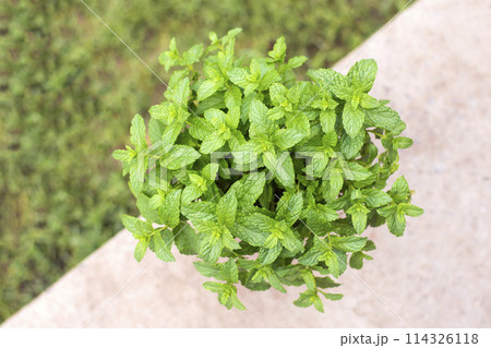 green peppermint leaves close up for background 114326118