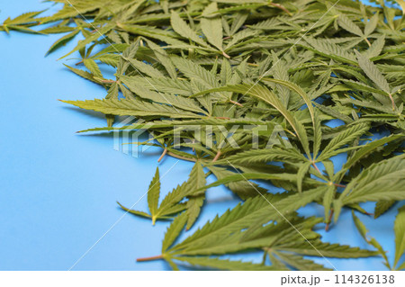 cut cannabis leaves on a blue background 114326138