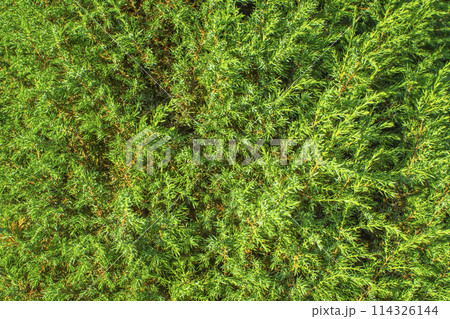 thickets of juniper close-up for the background. texture of coniferous branches 114326144