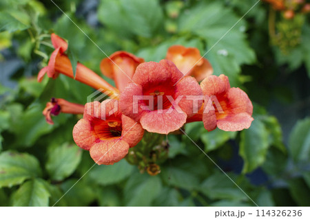 large blooming campsis flowers on a green background 114326236