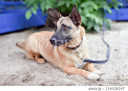 portrait of a dog lying on the sand 114326247