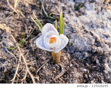 Snowdrop sprouts through heated ground in early spring 114326285