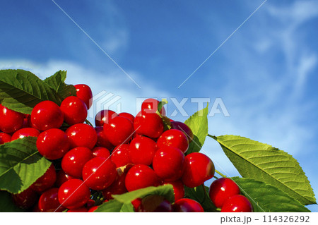 ripe red cherries on a branch against the blue sky 114326292