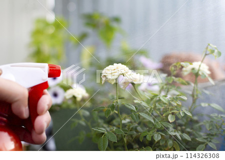 manual spraying of rose flowers from diseases and pests manual spraying of rose flowers from diseases and pests 114326308