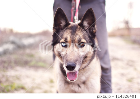 heterochromia of the eye in a dog. husky with eyes of different colors portrait 114326401