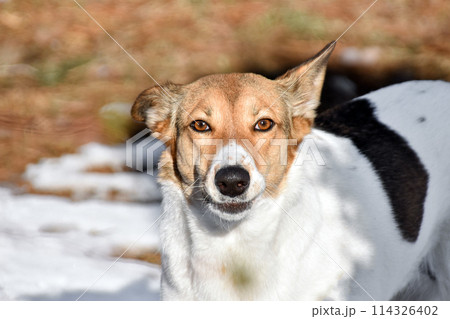 dog smiling while looking at the camera. dog portrait 114326402