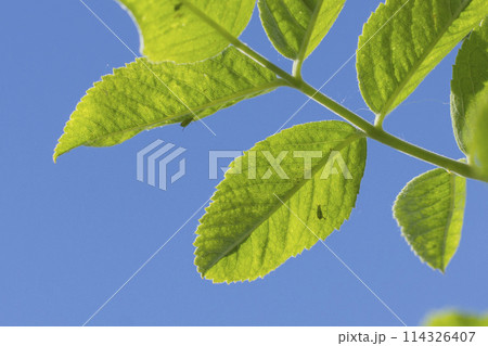 aphids on green leaves on a blue background aphids on green leaves on a blue background 114326407