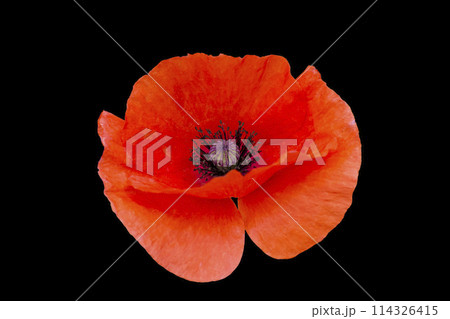 big red poppy flower on black background big red poppy flower on black background 114326415