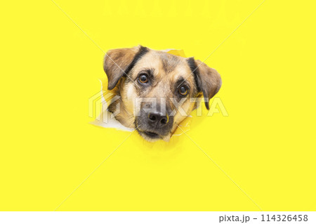 a dog head sticks out of a hole in a yellow torn piece of paper a dog head sticks out of a hole in a yellow torn piece of paper 114326458